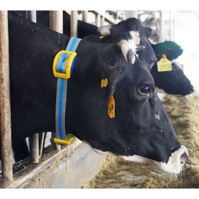 Kaelarihm-nutiandur Bree, Sveaverken